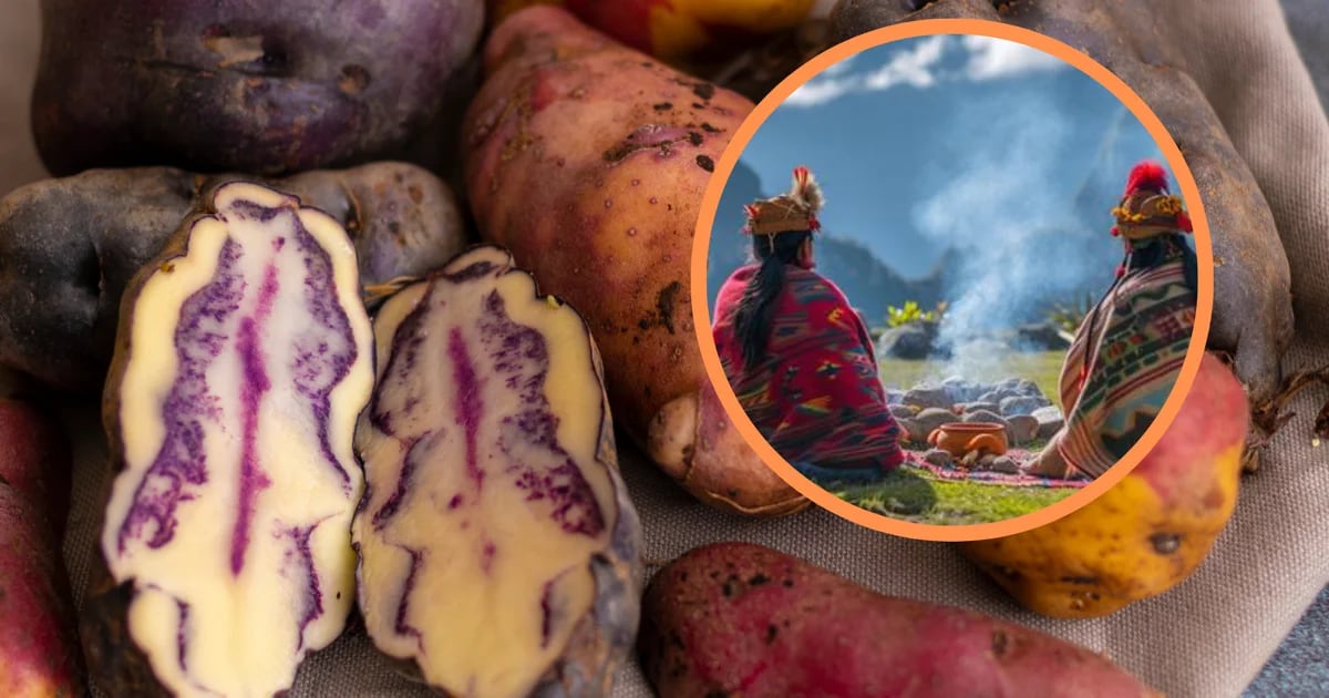 Los conocimientos ancestrales de los incas sobre el milenario superalimento de los Incas y sus innumerables beneficios para la salud