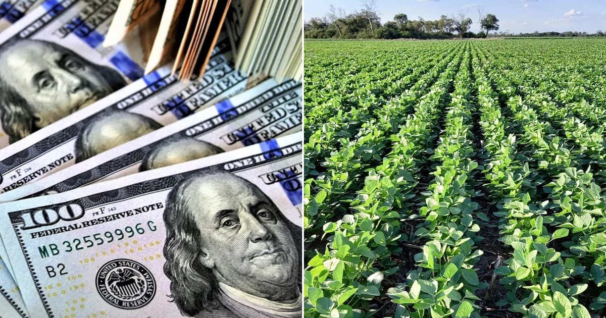 Dato clave para el mercado de cambios: la soja subió más de 7% en lo que va del mes