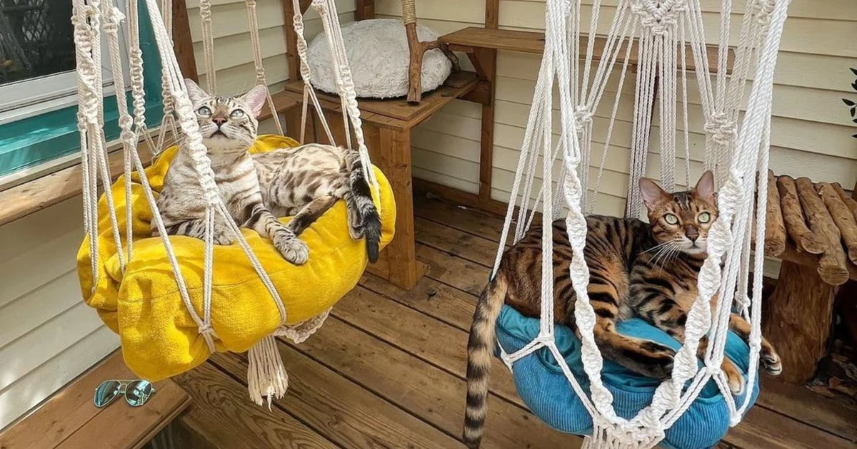 Los “catios”, una tendencia en auge para dar libertad y seguridad a los gatos