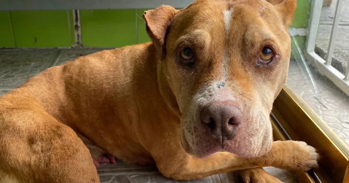 La odisea de Lucy por encontrar un hogar, la pitbull fue tirada como si fuera basura en un terreno baldío