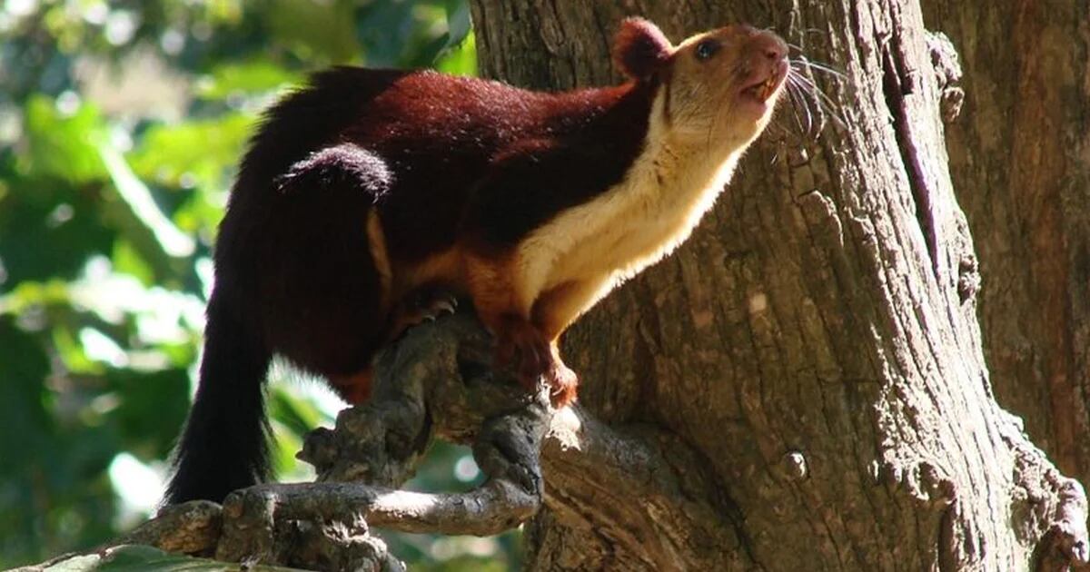 Pelaje multicolor y un tamaño sin igual: la belleza única de la ardilla gigante india